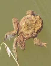 Die Erdkröte (Bufo bufo)