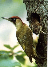 Der Grünspecht (Picus viridis)