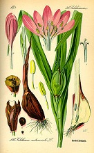 Die Herbstzeitlose  (Colchicum autumnale)