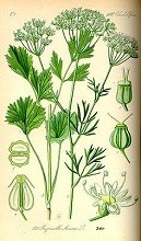 Anis (Anisum pimpinella)