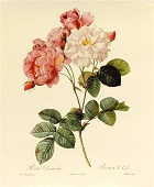 Damaszener-Rose
