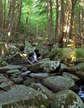 Steinriesen im Oberpfälzer Wald