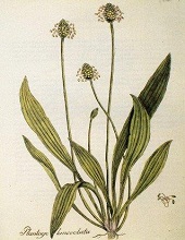 Spitzwegerich (Plantago lanceolata)