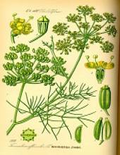 Der Fenchel (ein Helfer bei Blähungen)