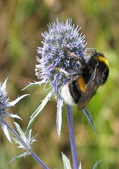 Hummel